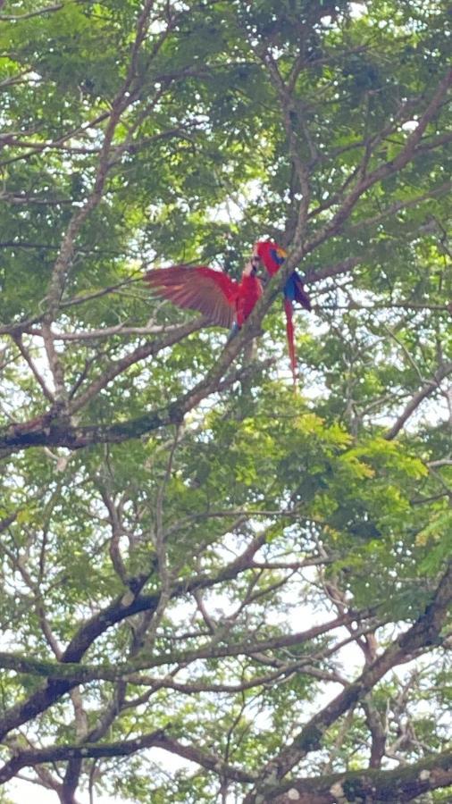 Las Plumas De Cabuya Cabuya  Buitenkant foto
